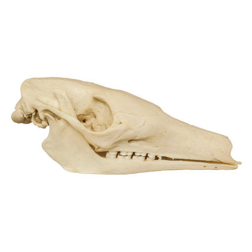 Replica Aardvark Skull