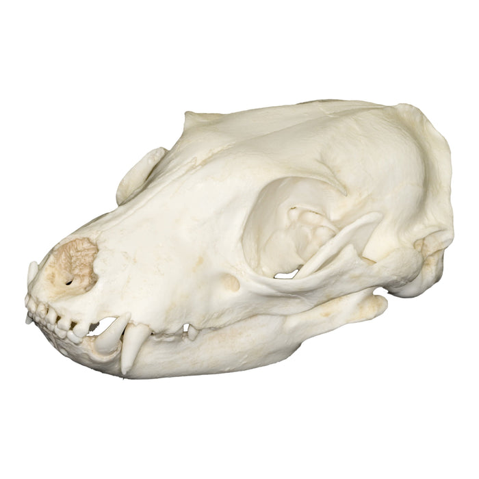 Replica Aardwolf Skull