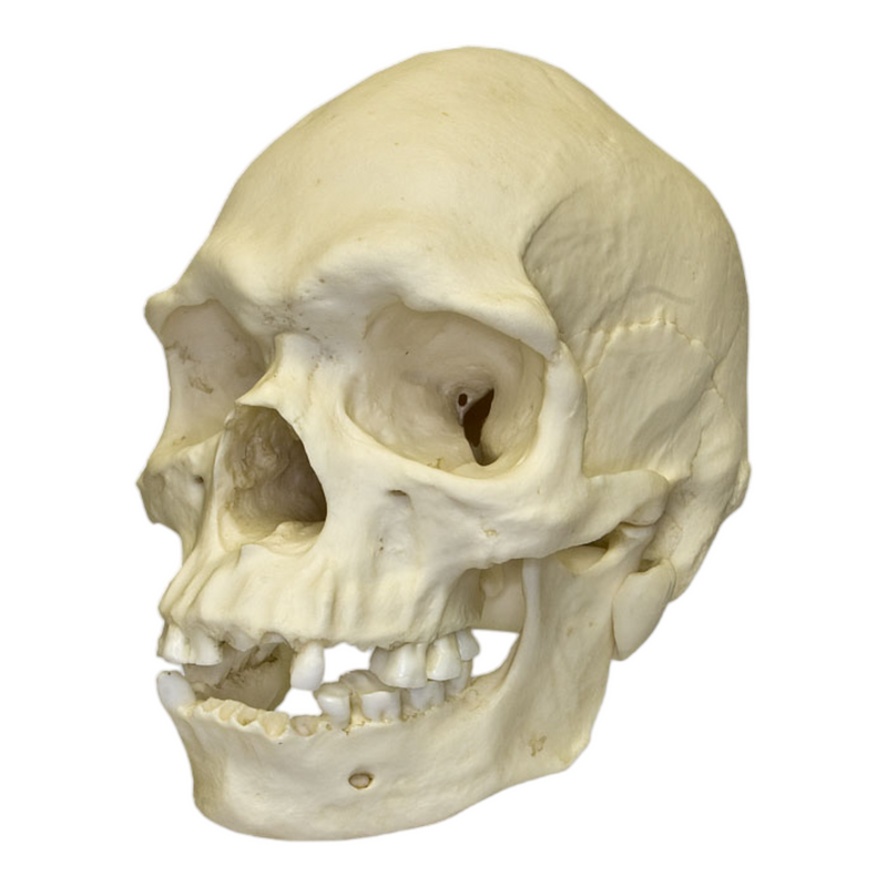 Replica Human Skull - Australian Aboriginal Male