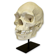 Replica Human Skull - Australian Aboriginal Male