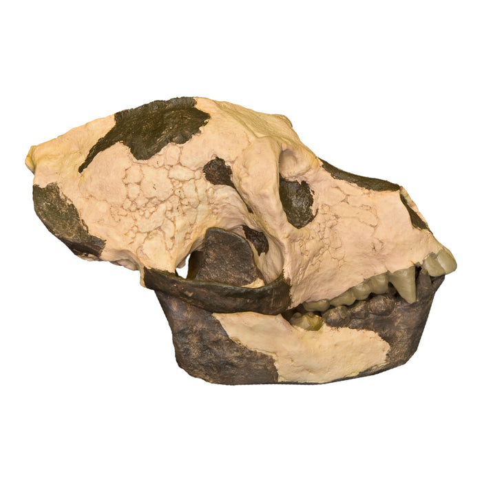 Replica Aegyptopithecus zeuxis Skull