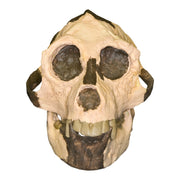 Replica Aegyptopithecus zeuxis Skull