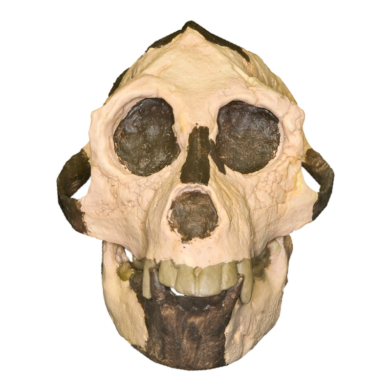 Replica Aegyptopithecus zeuxis Skull