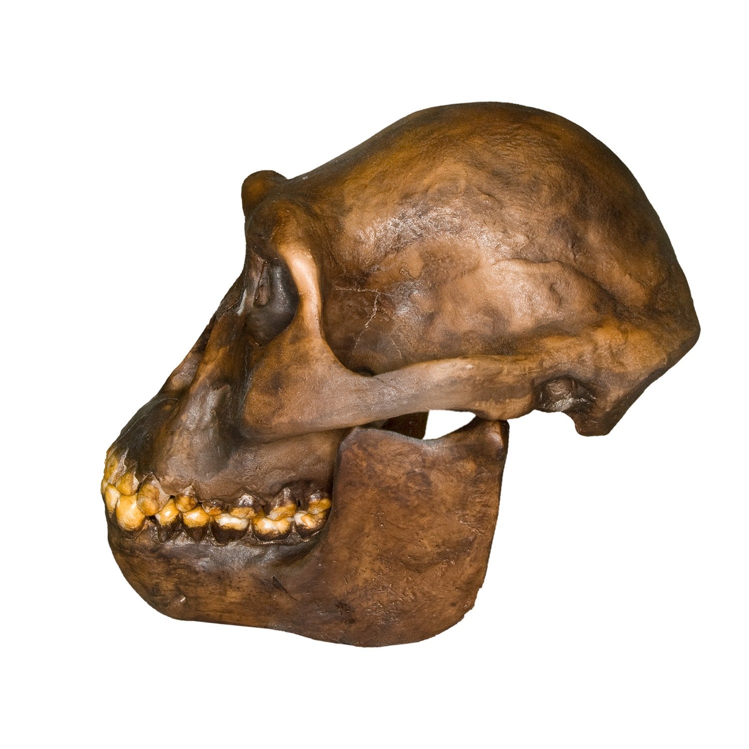 Replica Australopithecus afarensis Skull (Male) For Sale — Skulls ...