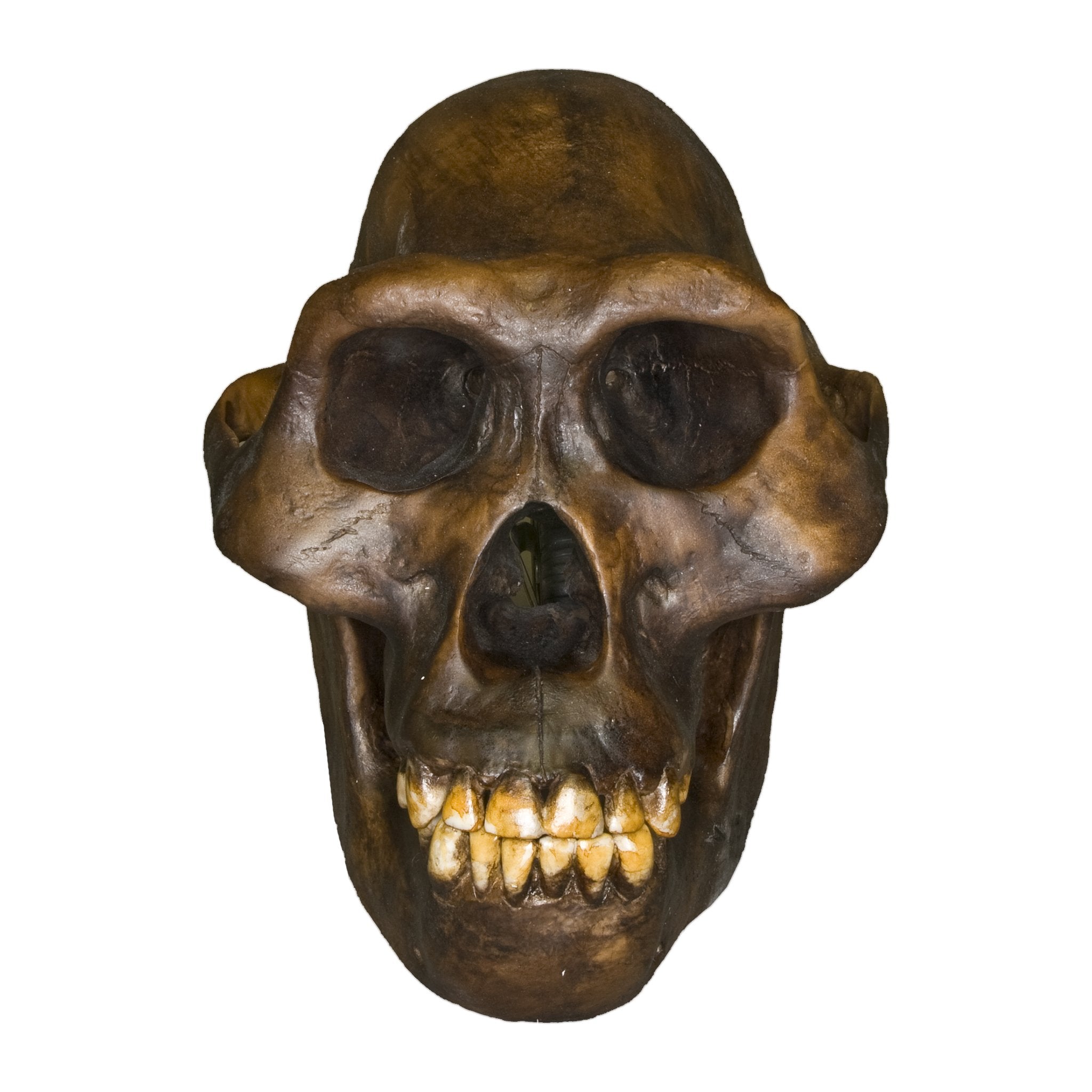 Replica Australopithecus afarensis Skull (Male) For Sale — Skulls ...
