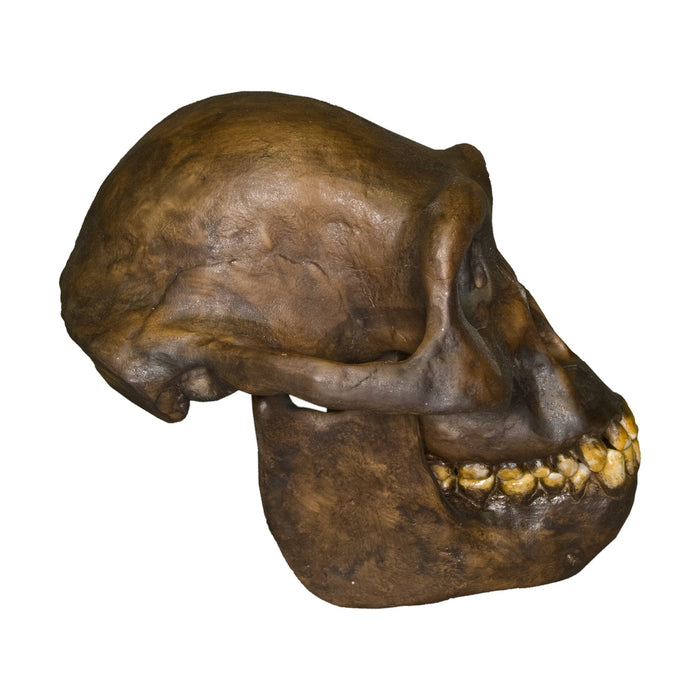 Replica Australopithecus afarensis Skull - Male
