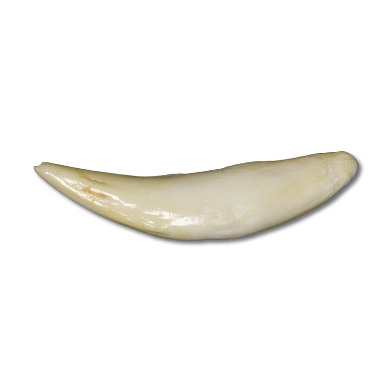 Replica African Leopard Tooth