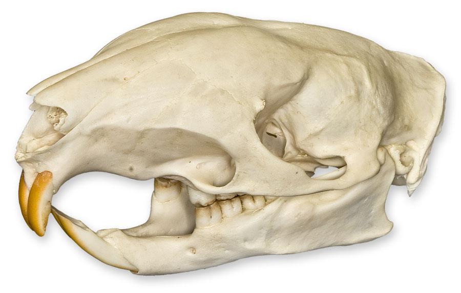 Real African Brush-tailed Porcupine Skull