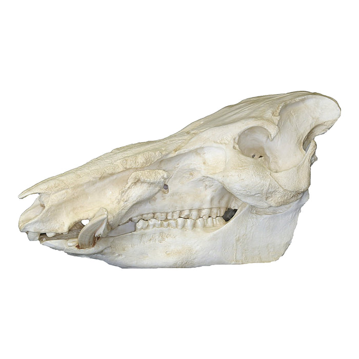 Replica African Bush Pig Skull