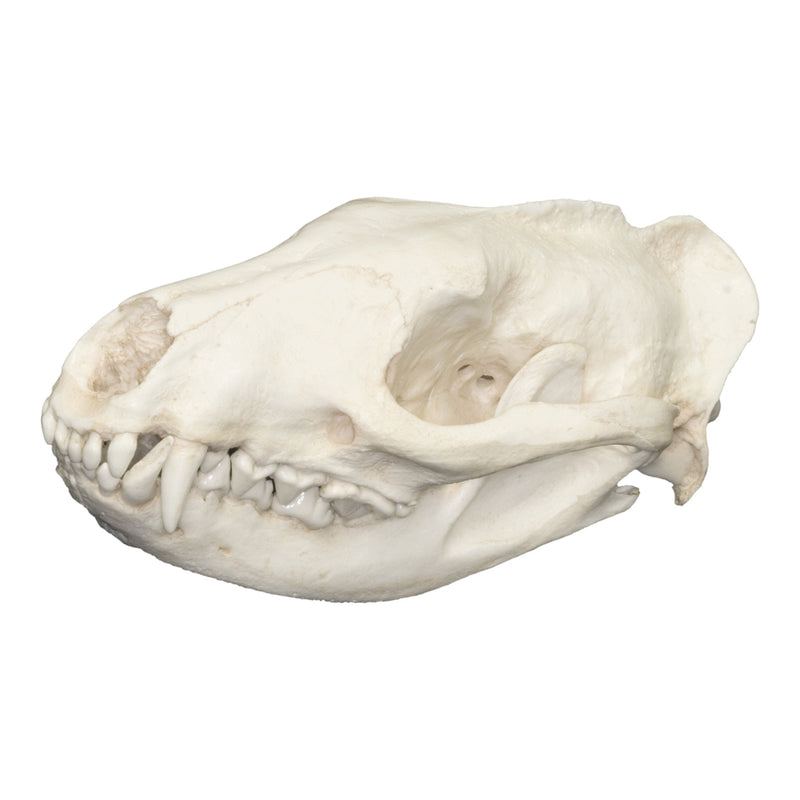 Replica African Civet Skull