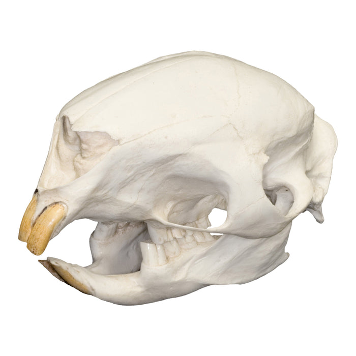 Replica African Crested Porcupine Skull