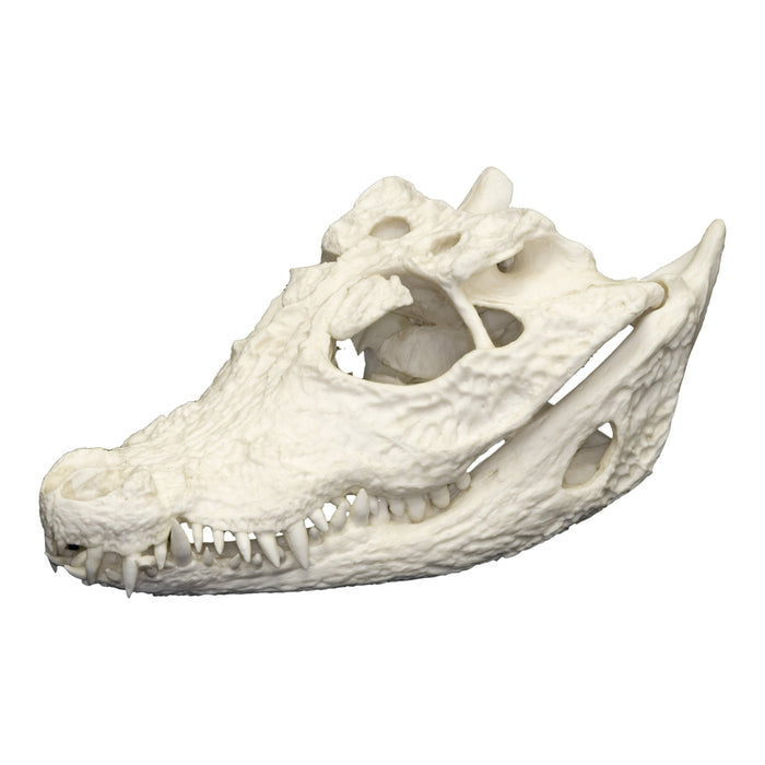 Replica African Dwarf Crocodile Skull