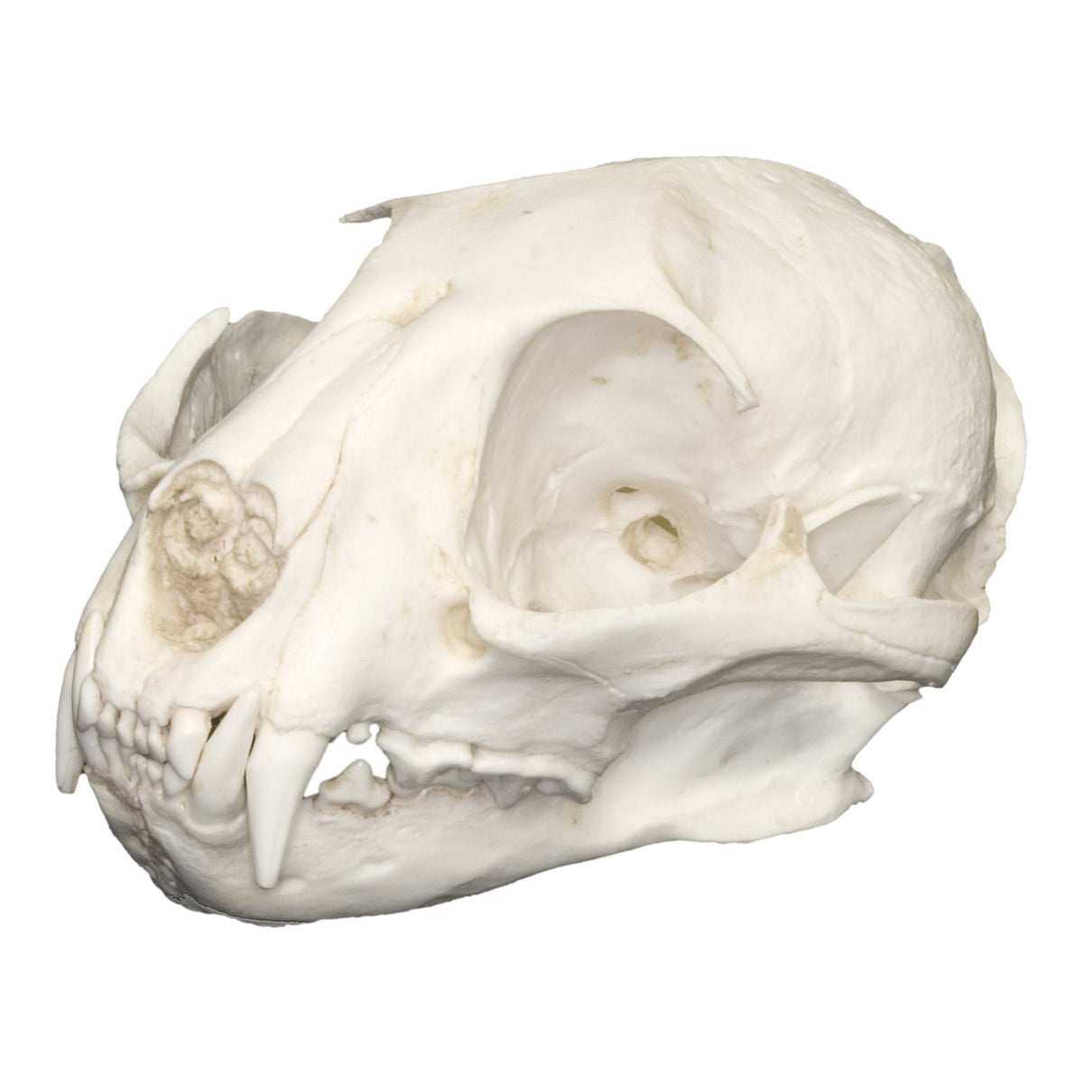 Replica African Golden Cat Skull For Sale — Skulls Unlimited