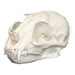 Replica African Golden Cat Skull