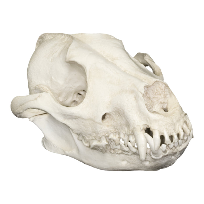 Replica African Hunting Dog Skull