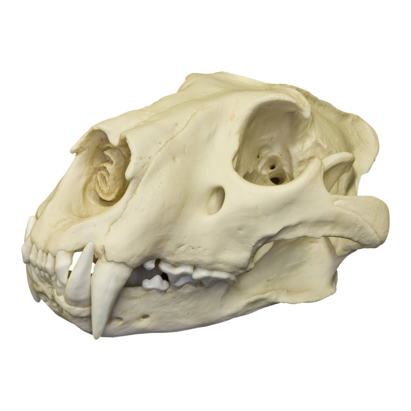 Replica African Lion Skull