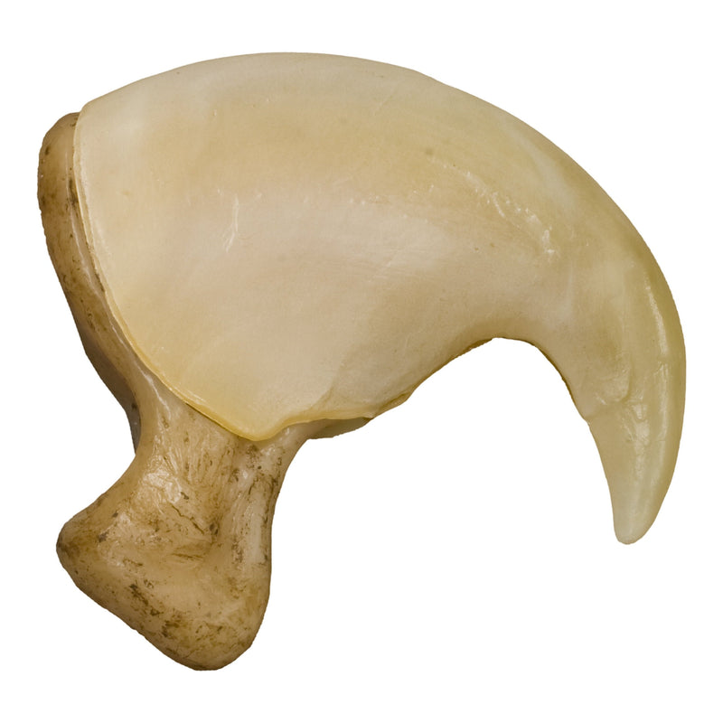 Replica African Lion Claw (7.5 cm)