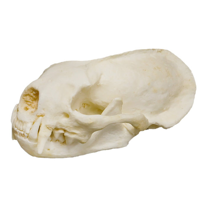 Replica American River Otter Skull