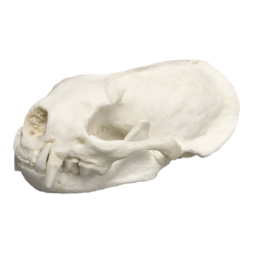 Replica African Striped Weasel Skull, image size:1024x1024