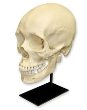 Replica Human Skull - African Female