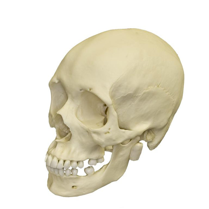 Replica Human Skull - African Female
