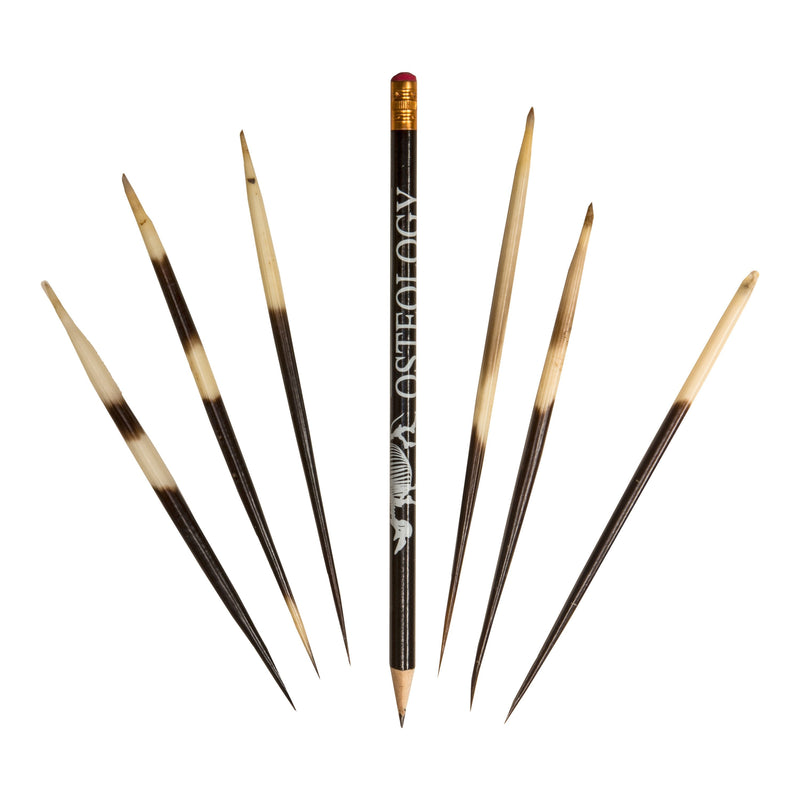 Real African Crested Porcupine Quill - Small (3.0-4.4")