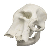 Replica African Elephant Skull