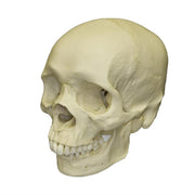 Replica Human Skull - African Male