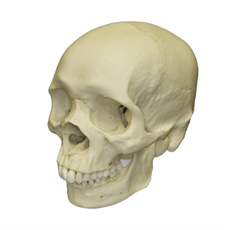 Replica Human Skull - African Male