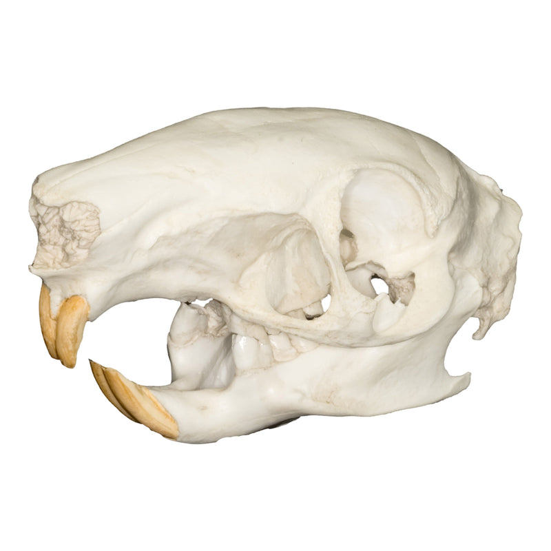 Replica Agouti Skull