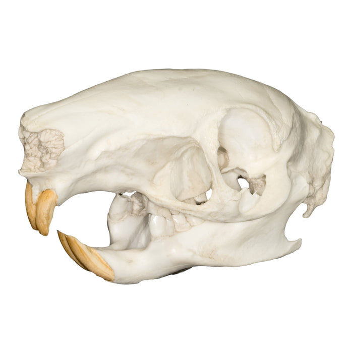 Replica Agouti Skull