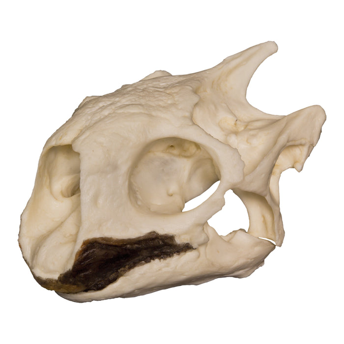 Replica Aldabra Tortoise Skull