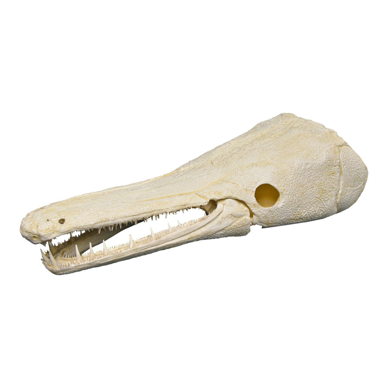 Replica Alligator Gar Skull