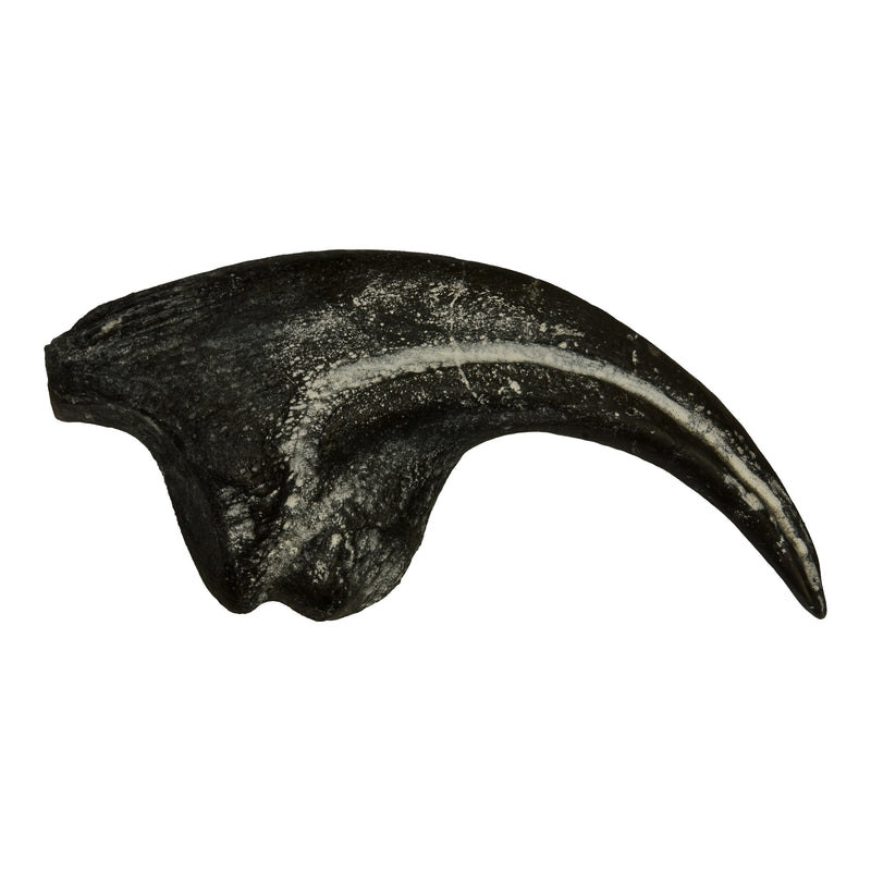 Replica Allosaurus Claw