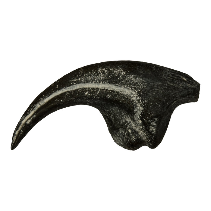 Replica Allosaurus Claw