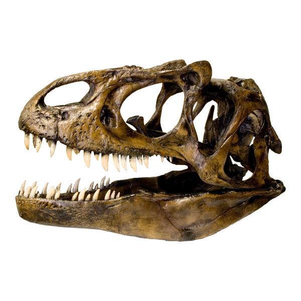 Replica Allosaurus Skull (1:4 Scale)