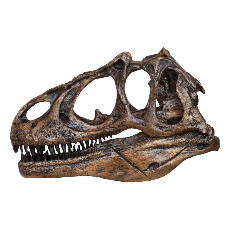 Replica Allosaurus Skull (1:4 Scale)