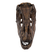 Replica Allosaurus Skull (1:4 Scale)