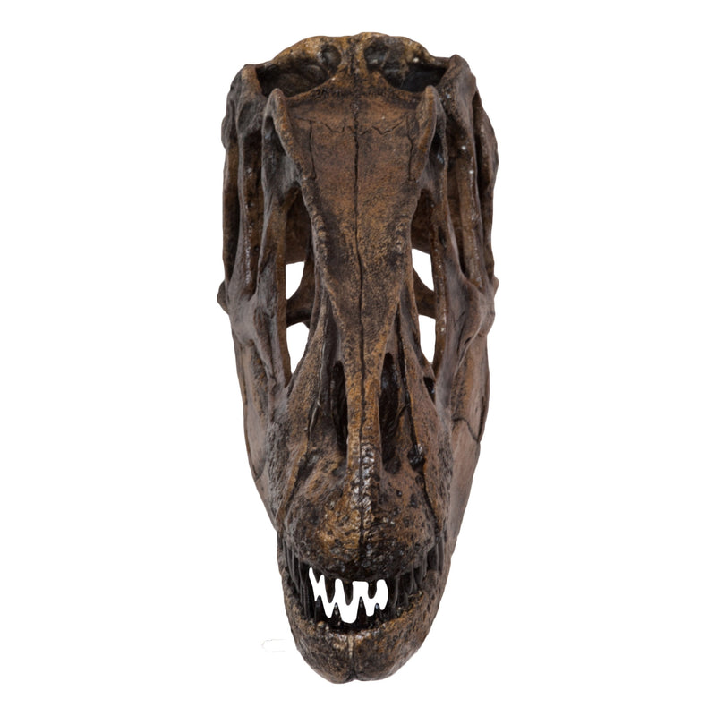 Replica Allosaurus Skull (1:4 Scale)