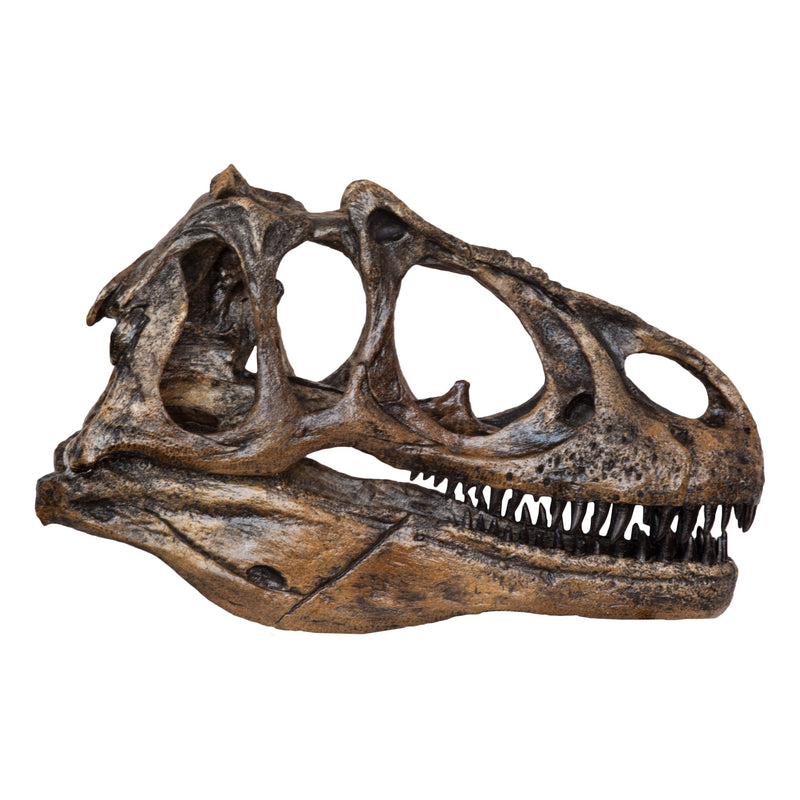Replica Allosaurus Skull (1:4 Scale)