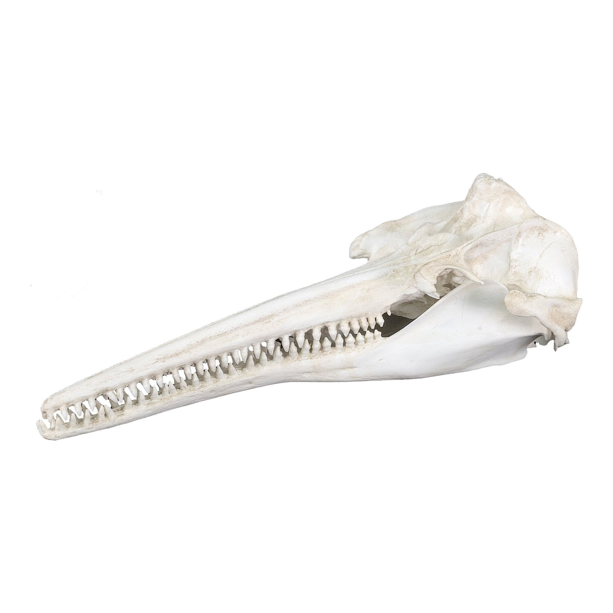 Replica Amazon River Dolphin Skull For Sale — Skulls Unlimited