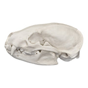Real American Badger Skull