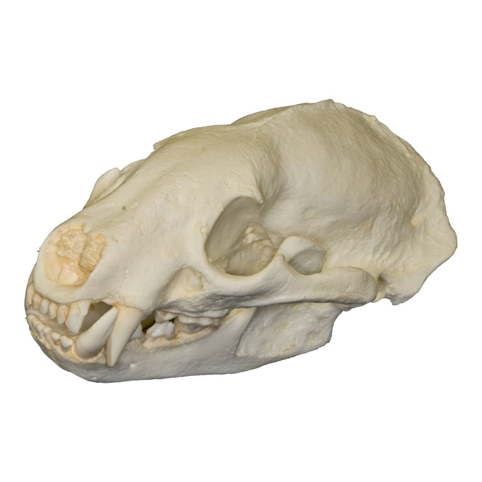 Replica American Badger Skull