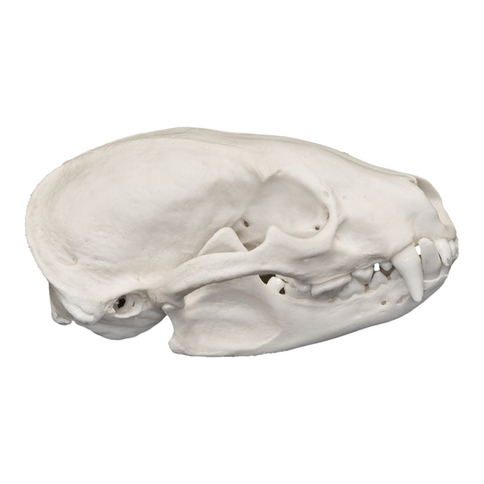 Real American Badger Skull