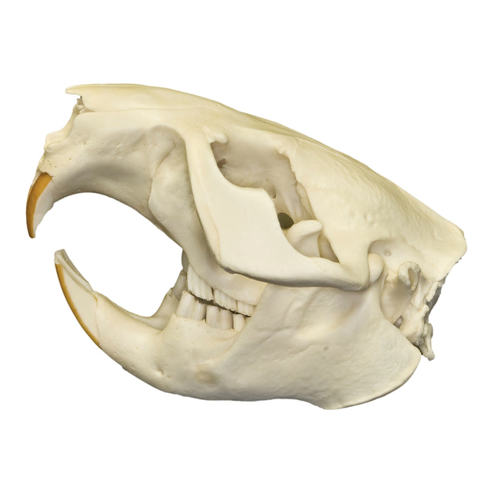 Real American Beaver Skull