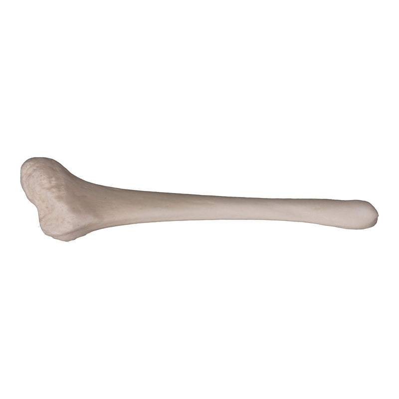 Replica American Beaver Baculum
