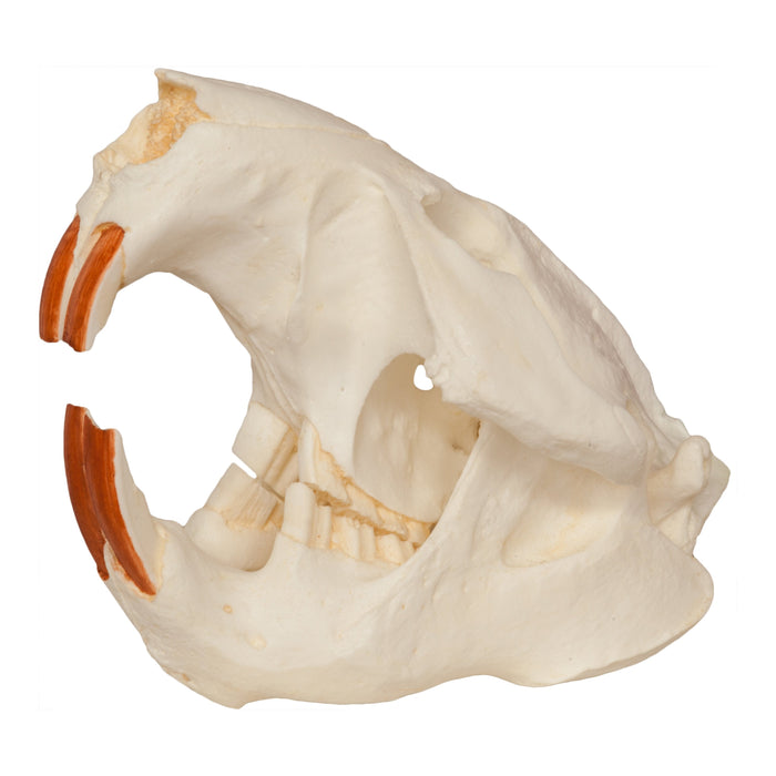 Replica American Beaver Skull