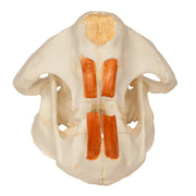 Replica American Beaver Skull