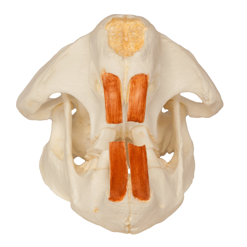 Replica American Beaver Skull