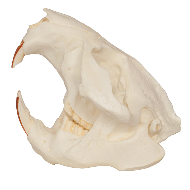 Replica American Beaver Skull
